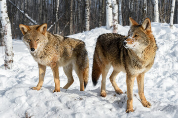 Two Coyotes (Canis latrans) Stand Side by Side Near Woods Winter