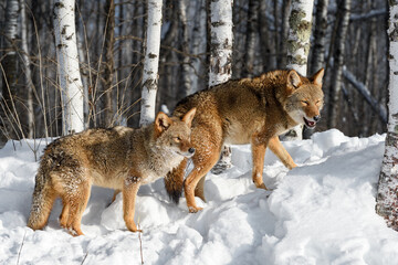 Fototapeta na wymiar Two Coyotes (Canis latrans) Stand on Embankment to Woods Winter