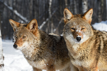 Coyotes (Canis latrans) Stand Side by Side One Glaring Out Winter