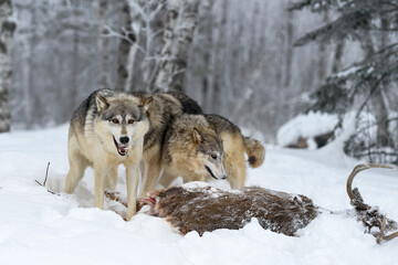 Naklejka premium Wolf (Canis lupus) Looks Up From Pulling Fur Off Body of Deer Winter