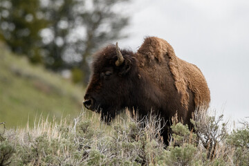 Bison buffalo Yellowstone