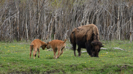 Bison buffalo Yellowstone