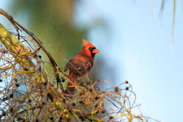 Northern cardinal bird (Cardinalis cardinalis) perched on a tree branch eating wild berries