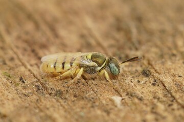 Closeup on a colorful small clear steppe  solitary bee,  Nomioides facilis, sitting on wood