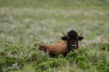 Bison buffalo Yellowstone