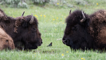 Bison buffalo Yellowstone