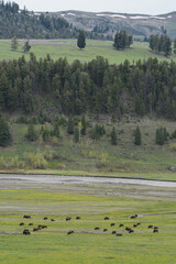 Bison buffalo Yellowstone