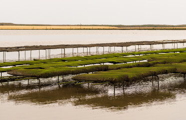 The Oyster Farm: An Oasis of Biodiversity in the Water © La_maca