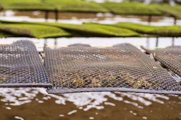 Sustainable Oyster Farms: A Model of Responsible Production © La_maca