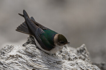 Violet-green Swallow Tachycineta thalassina at Yellowstone National Park (USA)