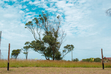 Eucalyptus tree in a cloudy day