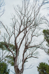 Dry Eucalyptus tree in a cloudy day