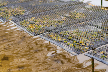 The Impact of Oyster Farms on Water Quality and Marine Biodiversity © La_maca