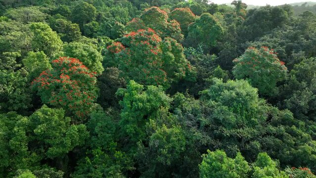 Passing over African Tulip trees near a rainforest in Puerto Rico.