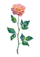 Vector high detailed realistic rose flower on white for design. Oil or acrylic painting rose.