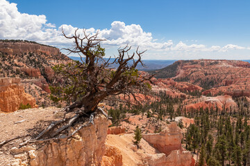 Old tree Bristlecone Pine (Pinus longaeva) with panoramic view on sandstone rock formations on Fairyland hiking trail in Bryce Canyon National Park, Utah, USA. Hoodoo rocks in natural amphitheatre