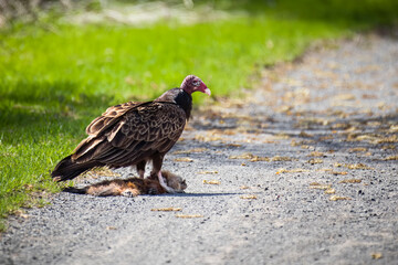 Turkey vulture scavenging on a groundhog carcass.