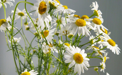 Bouquet of white daisies flowers. Flowering plants of chamomile illuminated by sunlight on a gray background.