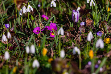 Colorful heralds of spring in a meadow