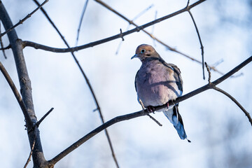 Perched Mourning Dove in a beautiful afternoon light.