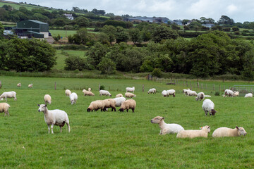 Fototapeta na wymiar Cute sheep on a green farmer's field. Sheep on free grazing. Livestock farm, ecological production. Herd of sheep on green grass field