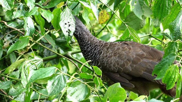 Pava de monte, chachalaca colombiana, Guacharaca moviendose en los arboles, aves de Colombia
