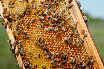 api e miele all'interno del favo. apicoltore con tuta protettiva controlla le api in primavera....