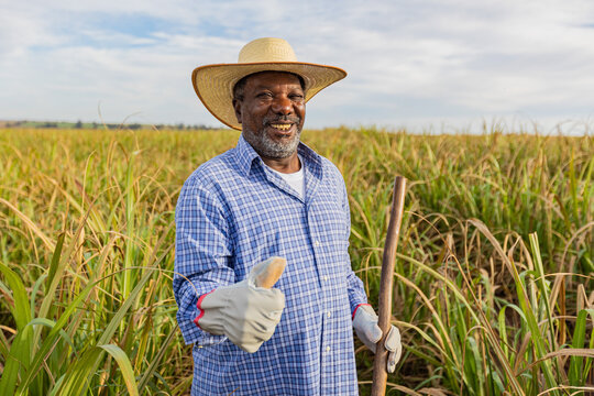 Black farmer happy with sugar cane crop making thumbs up with hand and smiling. Brazilian farmer. Sugarcane farm.
