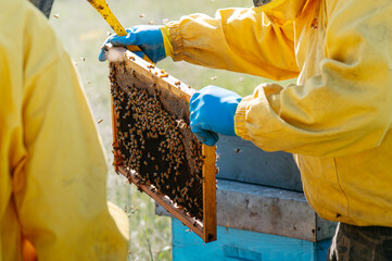 api e miele all'interno del favo. apicoltore con tuta protettiva controlla le api in primavera. apicoltura biologica, polline, cera api. campagna. © Andrea