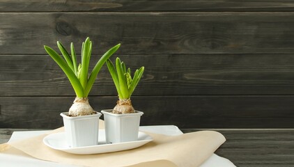 On a wooden background on the table is a bulbous plant hyacinth, spring flowers in a plastic pot.  Plant transplant concept.  Spring is the time of flowers.  Front view, copy space for text.