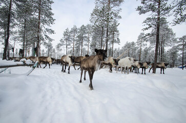 Fototapeta na wymiar Cute reindeer in a snowy forest. deer migration