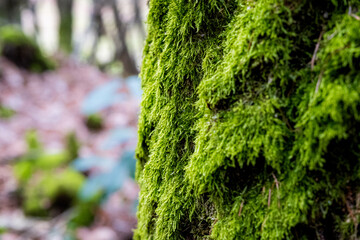 Green foam on a tree