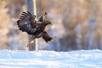 Golden eagle (Aquila chrysaetos)