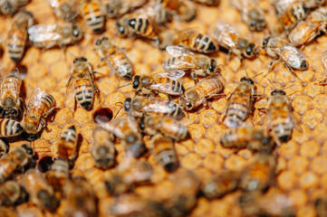 api e ape regina all'interno del favo e dell'arnia a produrre miele in primavera. apicoltura...