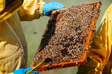 api e miele all'interno del favo. apicoltore con tuta protettiva controlla le api in primavera. apicoltura biologica, polline, cera api. campagna.