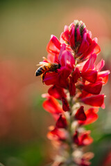 bee flower , ape nel fiore rosso per raccogliere il polline per produrre il miele. fiore colorato, primavera, tramonto.natura biologica.