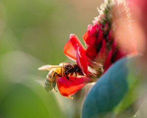 ape nel fiore rosso per raccogliere il polline per produrre il miele. fiore colorato, primavera, tramonto.
natura biologica.