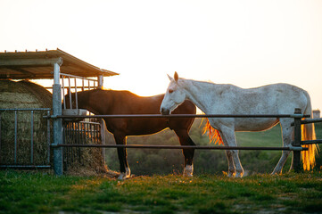 Fototapeta na wymiar stallone bianco all'interno del ranch. cavallo da corsa, ippica. campagna italiana, tramonto, esperienze.