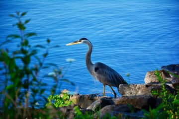 great blue heron