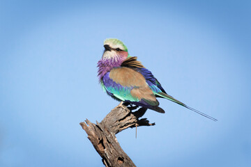 uccello africano colorato su un tronco