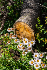 Views hiking in the San Juan Mountain range in southern Colorado.