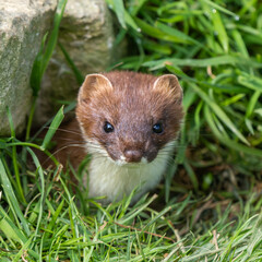 Close up of a Stoat Head