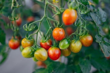Ripe tomato plant growing in greenhouse. Fresh bunch of red natural tomatoes on a branch in organic vegetable garden. 