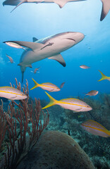 Underwater image of coral reef with shark and fishes.