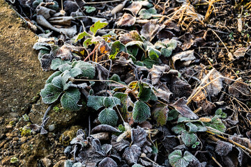 Ice crystals on strawberry leaves in the garden.