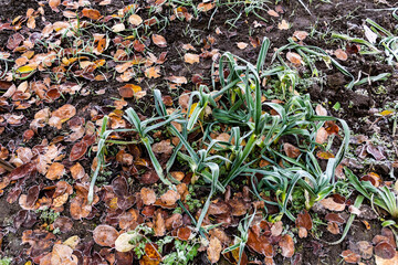 Ice crystals on dry leaves and leek, frozen leek. Frozen natural background.