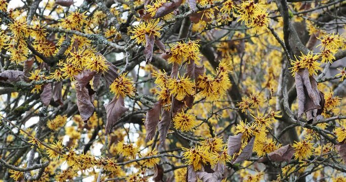 Chinese witch hazel (Hamamelis mollis). Bare tangled branches bearing clusters of flowers with yellow ribbon-shaped petals above a red base

