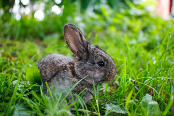 Cute little gray rabbit in the green grass
