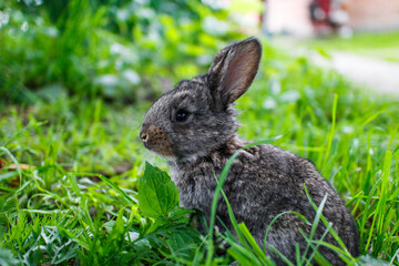 Cute little gray rabbit in the green grass