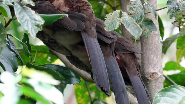 Guacharaca, pava de monte, chachalaca colombiana posada en &aacute;rbol primer plano colas, aves de Colombia
